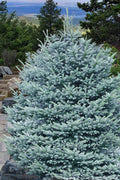  Fat Albert Colorado Blue Spruce (Picea Pungens) - 2 Gallon Pot