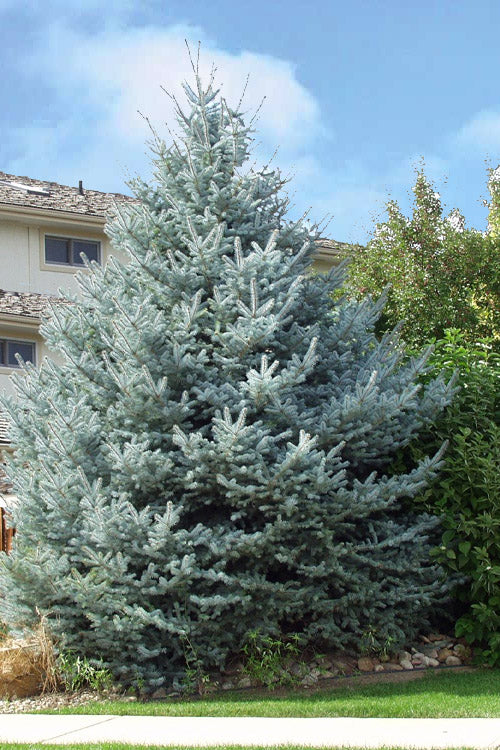  Fat Albert Colorado Blue Spruce (Picea Pungens) - 2 Gallon Pot