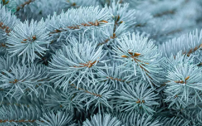  Fat Albert Colorado Blue Spruce (Picea Pungens) - 2 Gallon Pot