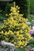  Gebelle's Golden Spring Colorado Spruce - 1 Gallon Pot