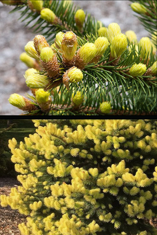  Gebelle's Golden Spring Colorado Spruce - 1 Gallon Pot