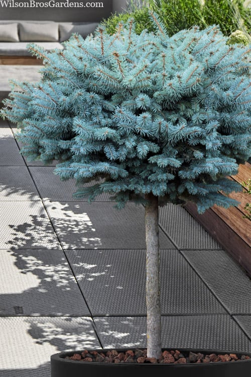  Dwarf Globe Blue Spruce Topiary Tree (Picea Pungens 'Globosa') - 1 Gallon Pot