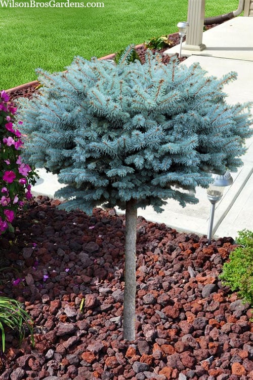  Dwarf Globe Blue Spruce Topiary Tree (Picea Pungens 'Globosa') - 1 Gallon Pot