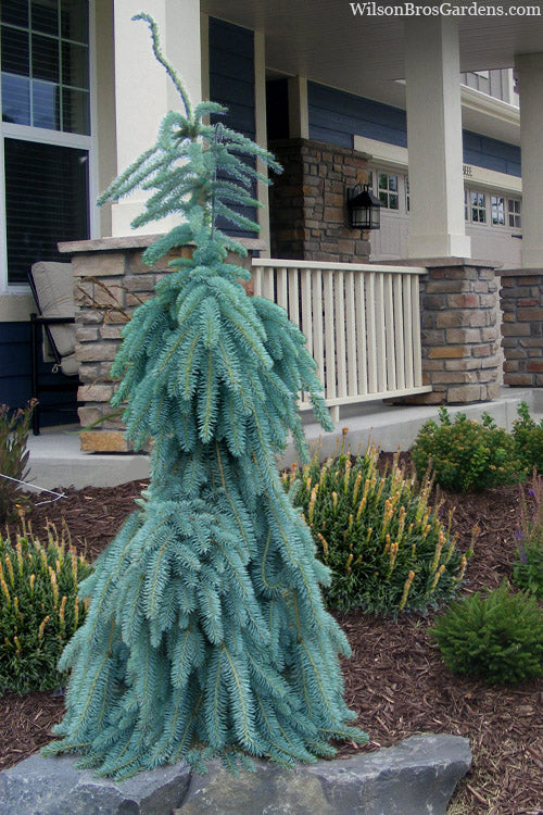  Slenderina Weeping Colorado Blue Spruce - 5 Gallon Pot
