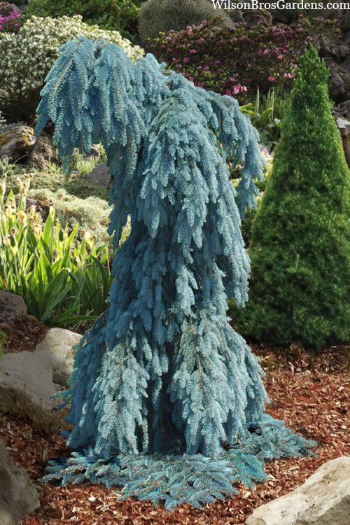  Slenderina Weeping Colorado Blue Spruce - 5 Gallon Pot