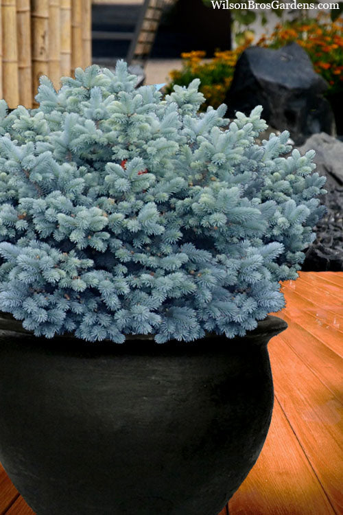  Dwarf Globe Blue Spruce (Picea Pungens 'Globosa') - 1 Gallon Pot