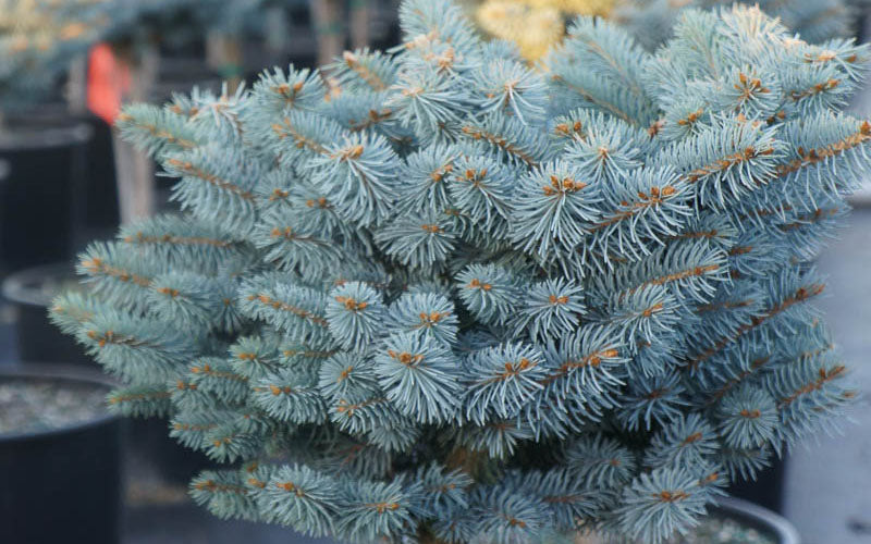 Dwarf Globe Blue Spruce (Picea Pungens 'Globosa') - 1 Gallon Pot