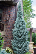 Iseli Columnar Colorado Blue Spruce - 3 Gallon Pot