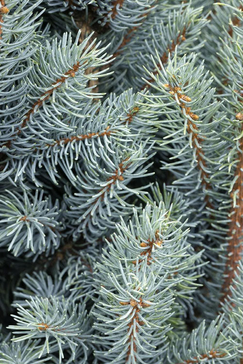  Iseli Columnar Colorado Blue Spruce - 1 Gallon Pot