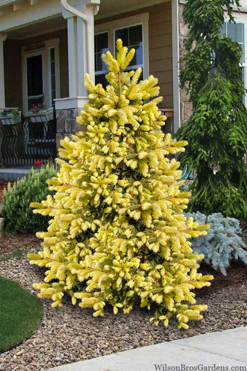  Lantern Fire Golden Colorado Spruce - 3 Gallon Pot