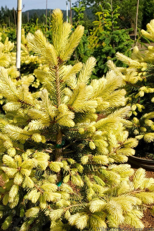  Lantern Fire Golden Colorado Spruce - 3 Gallon Pot