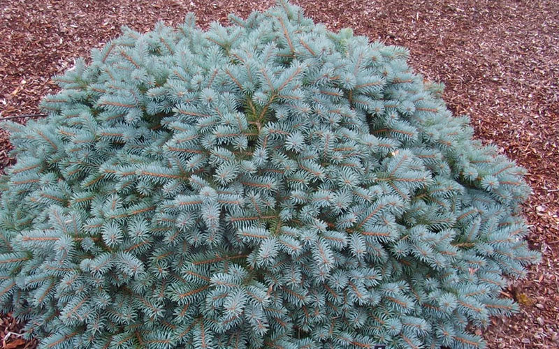  Lundeby's Dwarf Colorado Blue Spruce (Picea Pungens) - 3 Gallon Pot