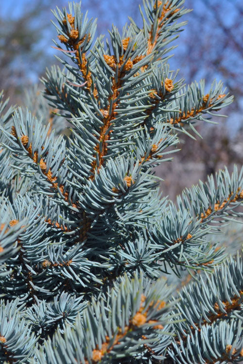 Montgomery Dwarf Blue Spruce (Picea Pungens 'Montgomery') - 2 Gallon Pot