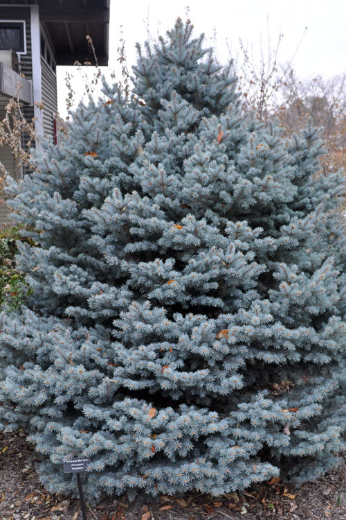  Montgomery Dwarf Blue Spruce (Picea Pungens 'Montgomery') - 2 Gallon Pot