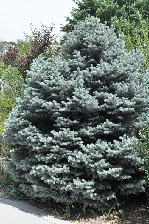  Montgomery Dwarf Blue Spruce (Picea Pungens 'Montgomery') - 2 Gallon Pot