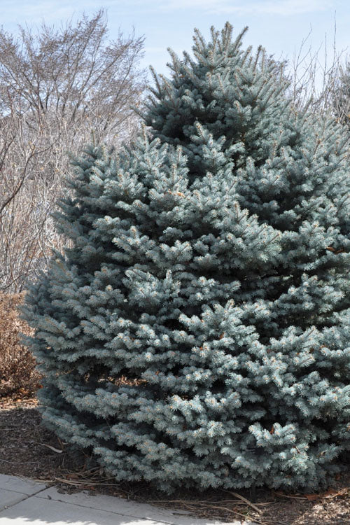  Montgomery Dwarf Blue Spruce (Picea Pungens 'Montgomery') - 2 Gallon Pot