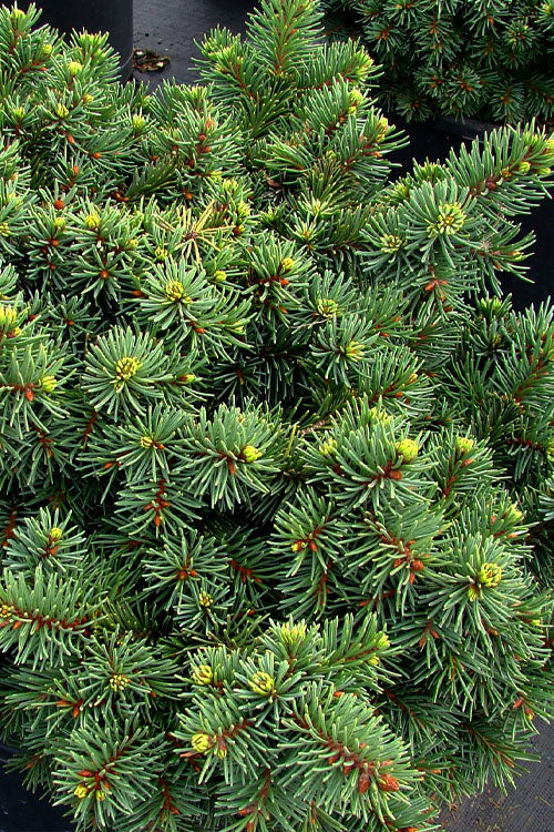  Mrs. Cesarini Dwarf Colorado Spruce - 1 Gallon Pot