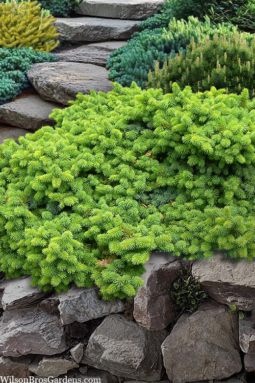  Mrs. Cesarini Dwarf Colorado Spruce - 1 Gallon Pot