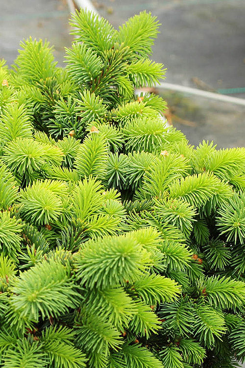  Mrs. Cesarini Dwarf Colorado Spruce - 1 Gallon Pot