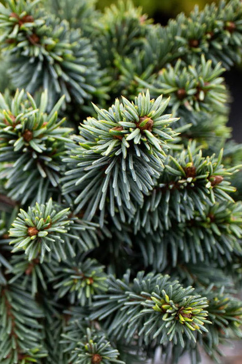  Mrs. Cesarini Dwarf Colorado Spruce - 1 Gallon Pot