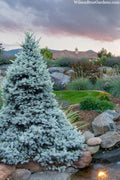  Sester Dwarf Colorado Blue Spruce (Picea Pungens) - 5 Gallon Pot