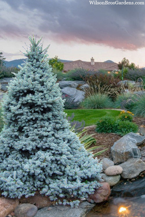  Sester Dwarf Colorado Blue Spruce (Picea Pungens) - 5 Gallon Pot