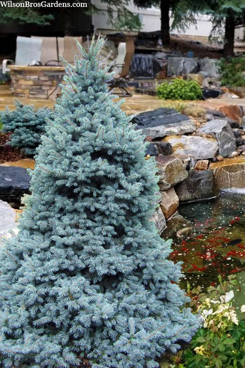  Sester Dwarf Colorado Blue Spruce (Picea Pungens) - 5 Gallon Pot