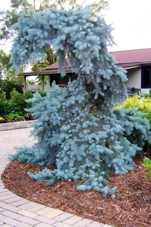  The Blues Colorado Spruce (Picea Pungens) - 3 Gallon Pot