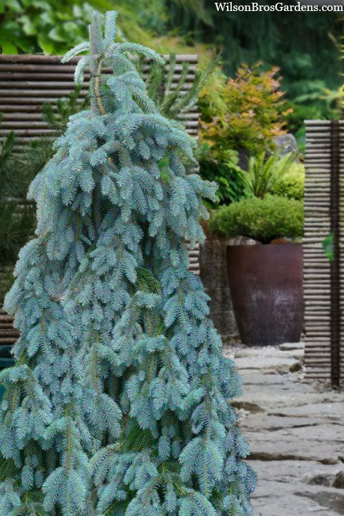  The Blues Colorado Spruce (Picea Pungens) - 3 Gallon Pot