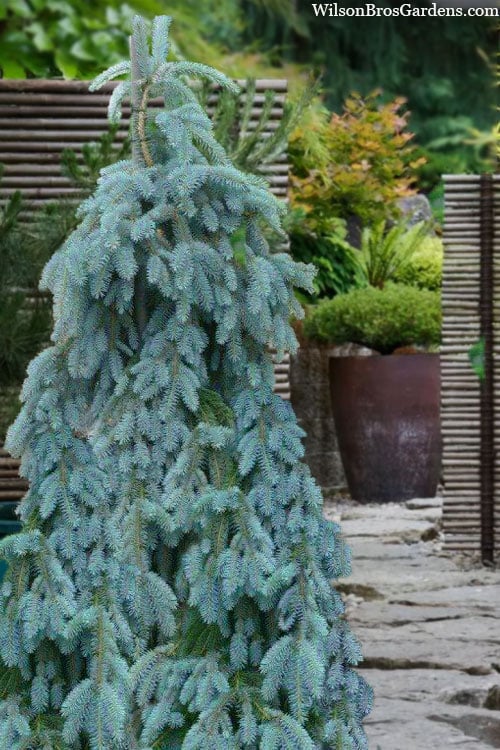  The Blues Colorado Spruce (Picea Pungens) - 6 Gallon Pot (2-3')