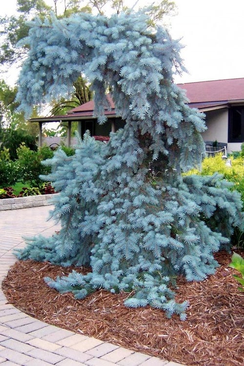  The Blues Colorado Spruce (Picea Pungens) - 6 Gallon Pot (2-3')