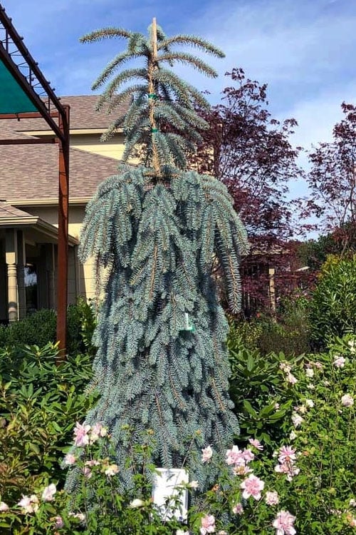  The Blues Colorado Spruce (Picea Pungens) - 6 Gallon Pot (2-3')