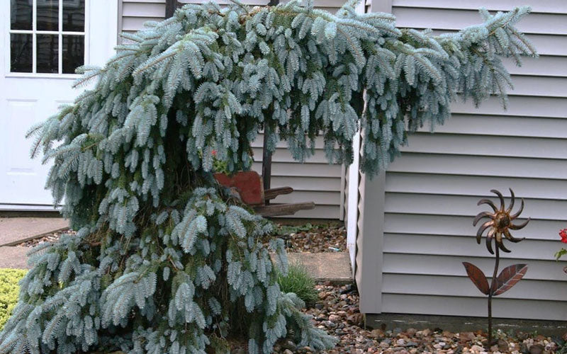  Blue Falls Weeping Colorado Spruce - 1 Gallon Pot