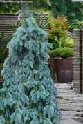  The Blues Colorado Spruce (Picea Pungens) - 3 Gallon Pot