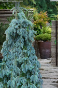  The Blues Colorado Spruce (Picea Pungens) - 6 Gallon Pot (2-3')