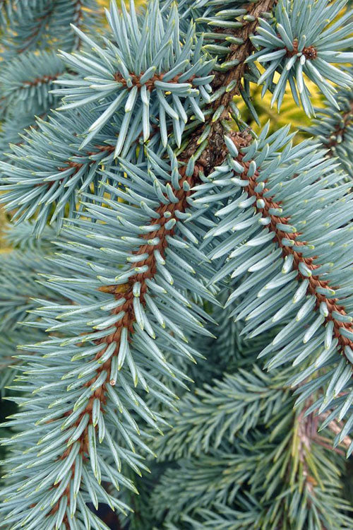  The Blues Colorado Spruce (Picea Pungens) - 3 Gallon Pot
