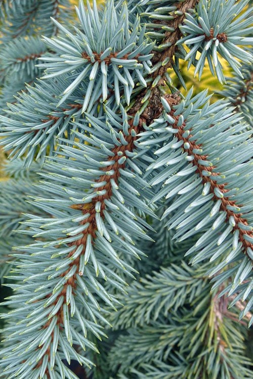  The Blues Colorado Spruce (Picea Pungens) - 6 Gallon Pot (2-3')