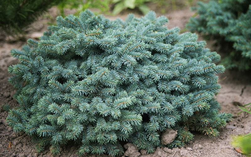  Waldbrunn Dwarf Colorado Spruce - 3 Gallon Pot