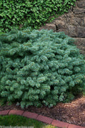  Waldbrunn Dwarf Colorado Spruce - 3 Gallon Pot