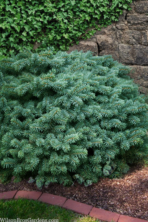  Waldbrunn Dwarf Colorado Spruce - 3 Gallon Pot