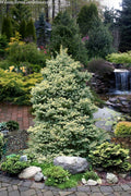  Walnut Glen Colorado Spruce - 6 Gallon Pot