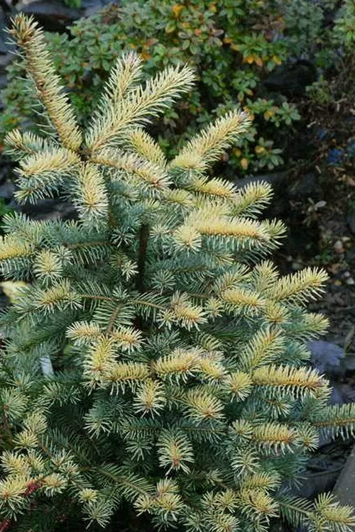  Walnut Glen Colorado Spruce - 6 Gallon Pot