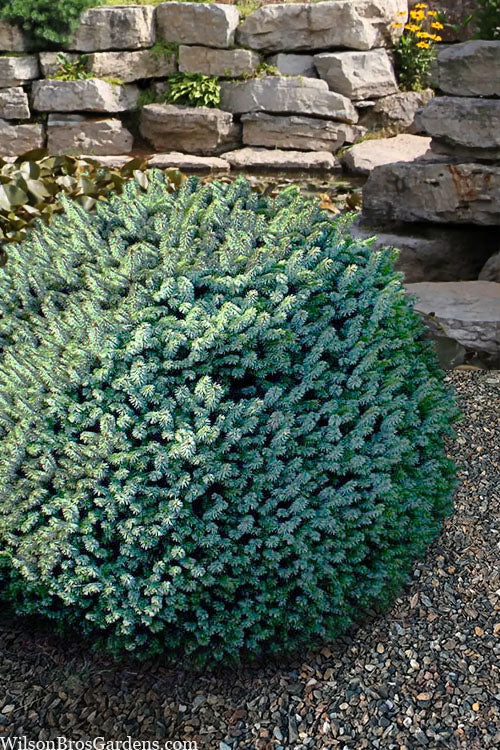  Papoose Sitka Spruce (Picea Sitchensis) - 5 Gallon Pot