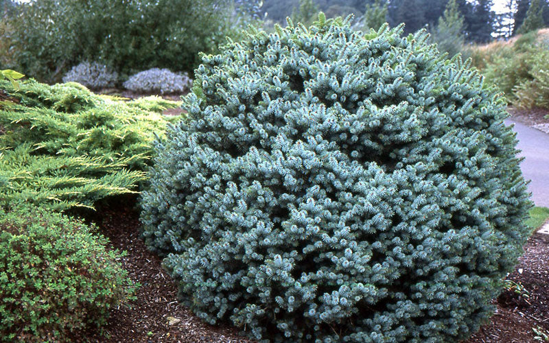  Papoose Sitka Spruce (Picea Sitchensis) - 5 Gallon Pot