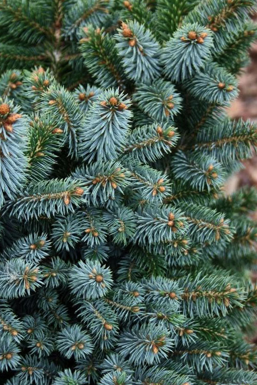  Papoose Sitka Spruce (Picea Sitchensis) - 5 Gallon Pot