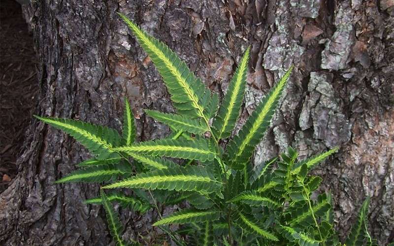  East Indian Variegated Holly Fern (Arachniodes) - 1 Gallon Pot