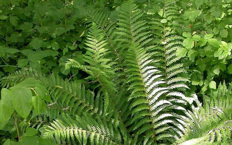  Southern Shield Fern (Dryopteris Ludoviciana) - 6 Pack Of 1 Gallon Pots
