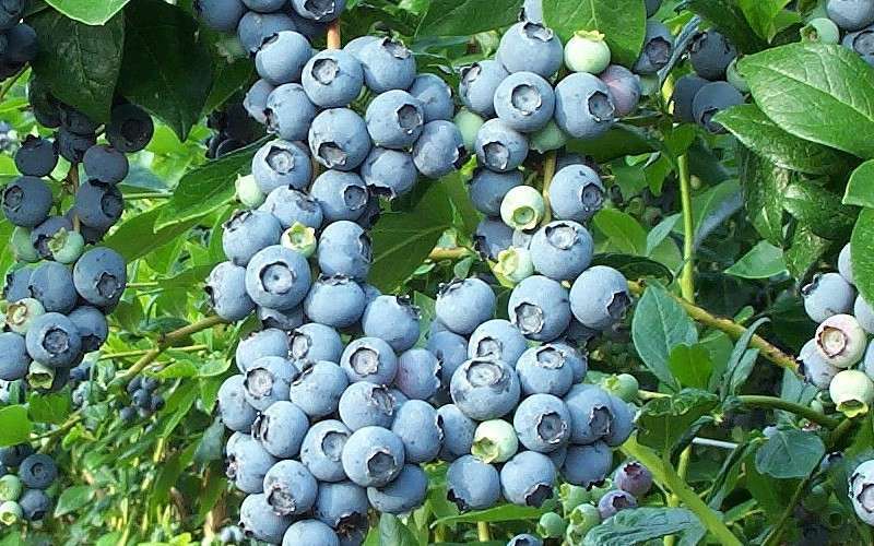  Brightwell Rabbiteye Blueberry - 1 Gallon Pot