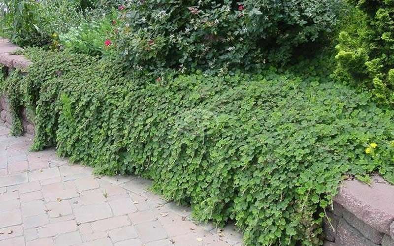  Creeping Raspberry (Rubus Calycinoides) - 1 Gallon Pot