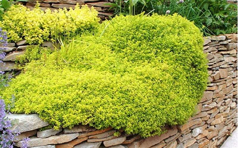  Archers Gold Lemon Thyme - Thymus Citriodorus - 10 Pack Of Pint Pots